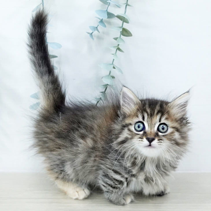 東京都のマンチカン (ペットプラス 日の出店/2025年10月24日生まれ/女の子/ブラウンパッチドタビー)の子猫の1枚目の画像