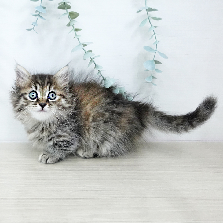 東京都のマンチカン (ペットプラス 日の出店/2025年10月24日生まれ/女の子/ブラウンパッチドタビー)の子猫の2枚目の画像