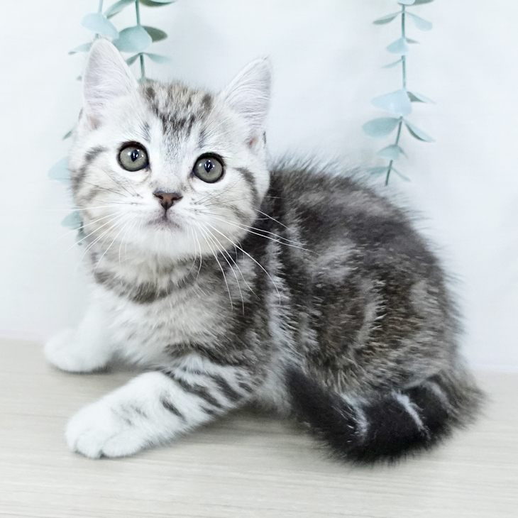 鳥取県のマンチカン (ペッツワン 日吉津店/2025年10月23日生まれ/男の子/シルバータビー)の子猫の1枚目の画像