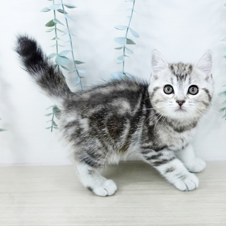 鳥取県のマンチカン (ペッツワン 日吉津店/2025年10月23日生まれ/男の子/シルバータビー)の子猫の2枚目の画像