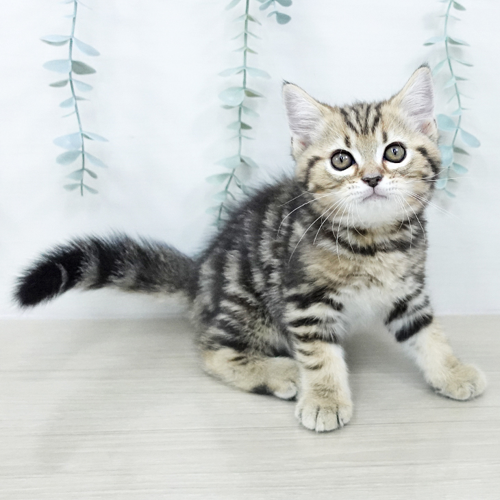 東京都のマンチカン (ペッツワン 青梅インター店/2025年10月23日生まれ/男の子/ブラウンタビー)の子猫の1枚目の画像