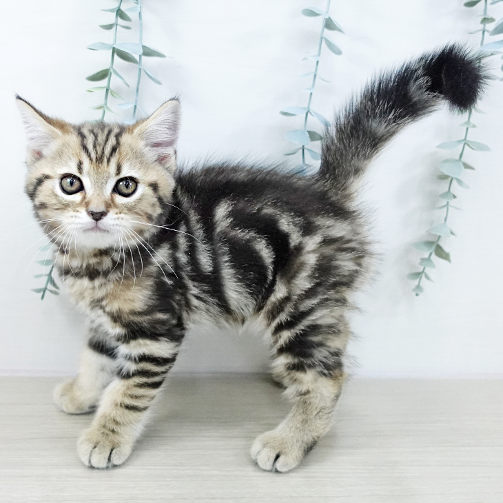 東京都のマンチカン (ペッツワン 青梅インター店/2025年10月23日生まれ/男の子/ブラウンタビー)の子猫の2枚目の画像