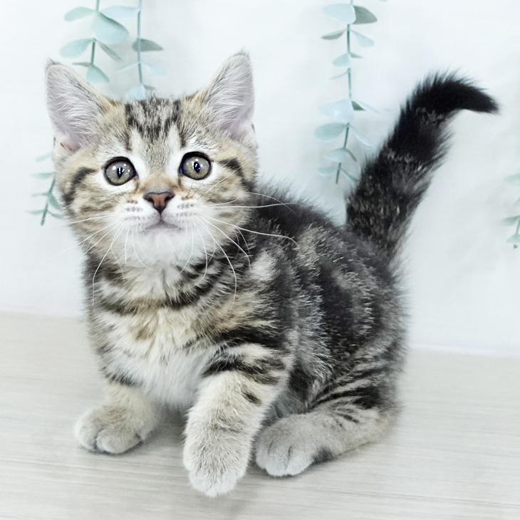 神奈川県のマンチカン (ペットプラス 天王町店/2025年10月23日生まれ/男の子/ブラウンタビー)の子猫の1枚目の画像