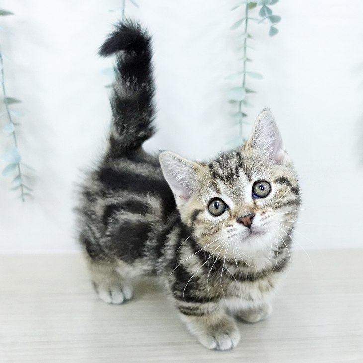 神奈川県のマンチカン (ペットプラス 天王町店/2025年10月23日生まれ/男の子/ブラウンタビー)の子猫の2枚目の画像