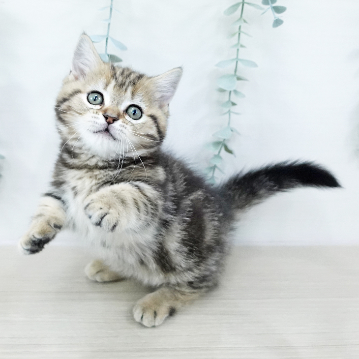 神奈川県のマンチカン (ペットプラス テラスモール湘南店/2025年10月23日生まれ/女の子/ブラウンタビー)の子猫の1枚目の画像