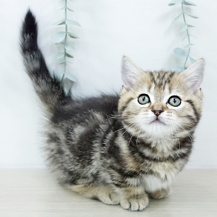 神奈川県のマンチカン (ペットプラス テラスモール湘南店/2025年10月23日生まれ/女の子/ブラウンタビー)の子猫の2枚目の画像