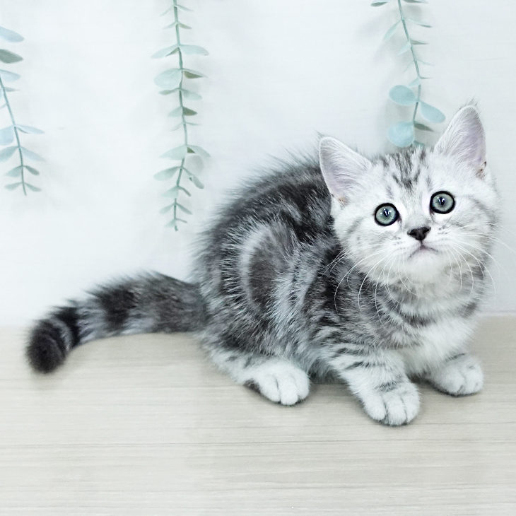 神奈川県のマンチカン (ペットプラス アミーゴ藤沢店/2025年10月20日生まれ/男の子/シルバータビー)の子猫の1枚目の画像