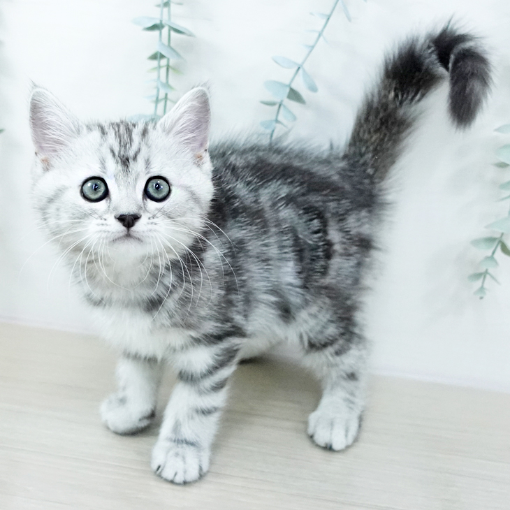 神奈川県のマンチカン (ペットプラス アミーゴ藤沢店/2025年10月20日生まれ/男の子/シルバータビー)の子猫の2枚目の画像