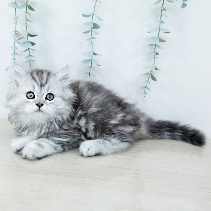 東京都のマンチカン (ペットプラス 日の出店/2025年10月20日生まれ/男の子/シルバータビー)の子猫の1枚目の画像