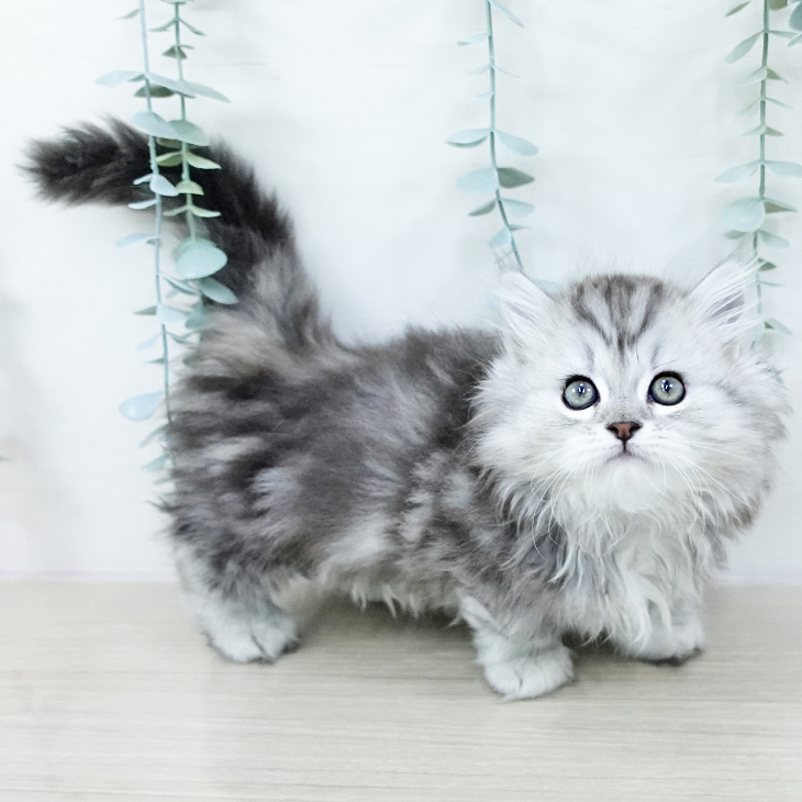 東京都のマンチカン (ペットプラス 日の出店/2025年10月20日生まれ/男の子/シルバータビー)の子猫の2枚目の画像