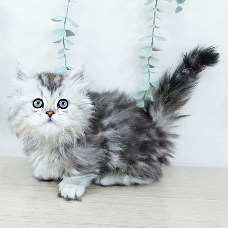 東京都のマンチカン (ペットプラス アクアシティお台場店/2025年10月20日生まれ/男の子/シルバータビー)の子猫の1枚目の画像