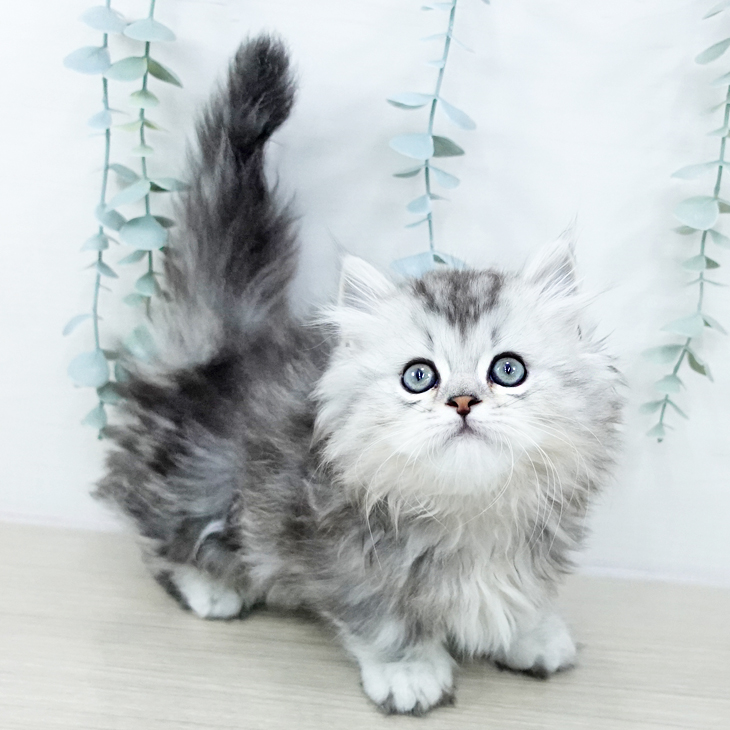 東京都のマンチカン (ペットプラス アクアシティお台場店/2025年10月20日生まれ/男の子/シルバータビー)の子猫の2枚目の画像