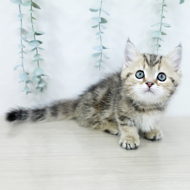 神奈川県のマンチカン (ペットプラス 武蔵小杉店/2025年10月20日生まれ/男の子/ブラウンタビー)の子猫の1枚目の画像