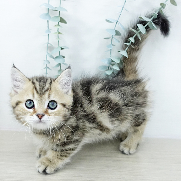 神奈川県のマンチカン (ペットプラス 武蔵小杉店/2025年10月20日生まれ/男の子/ブラウンタビー)の子猫の2枚目の画像