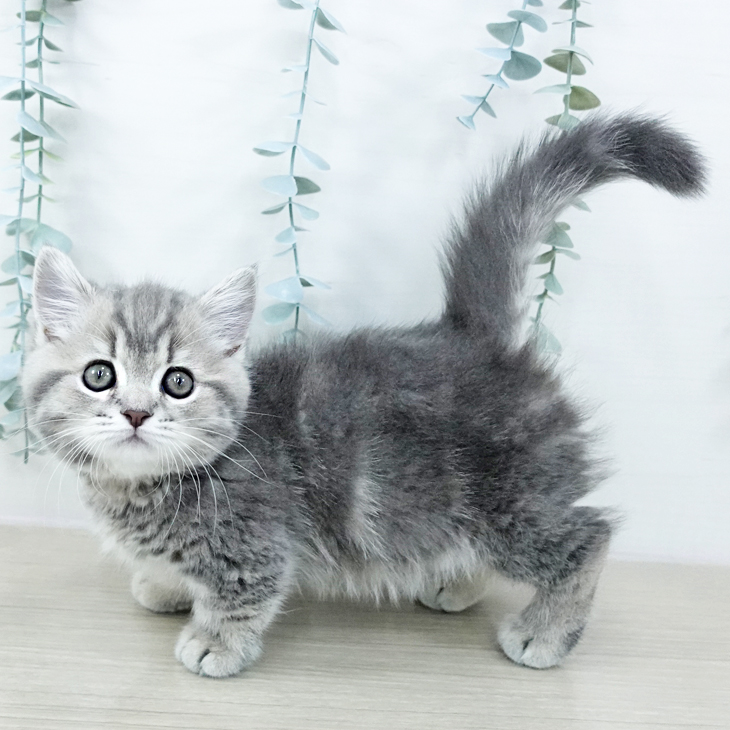 東京都のマンチカン (ペットプラス アクアシティお台場店/2025年10月20日生まれ/女の子/ブルータビー)の子猫の1枚目の画像