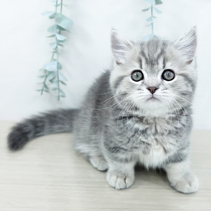 東京都のマンチカン (ペットプラス アクアシティお台場店/2025年10月20日生まれ/女の子/ブルータビー)の子猫の2枚目の画像