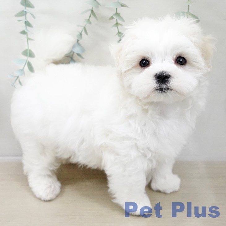 山梨県のマルチーズ (ペットプラス 甲府昭和店/2025年10月25日生まれ/男の子/ホワイト)の子犬の1枚目の画像