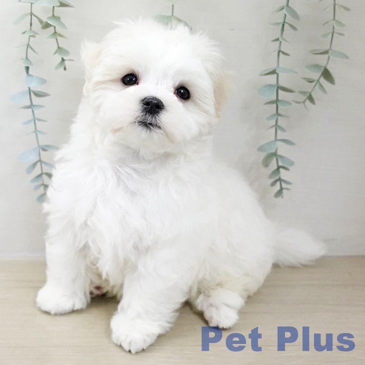 山梨県のマルチーズ (ペットプラス 甲府昭和店/2025年10月25日生まれ/男の子/ホワイト)の子犬の2枚目の画像