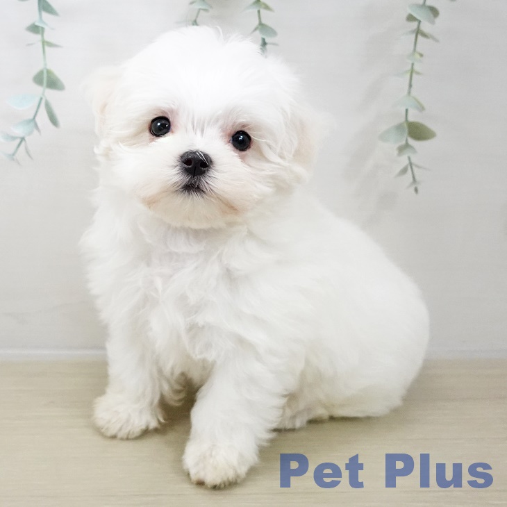 神奈川県のマルチーズ (ペットプラス ゆめが丘ソラトス店/2025年10月25日生まれ/男の子/ホワイト)の子犬の1枚目の画像