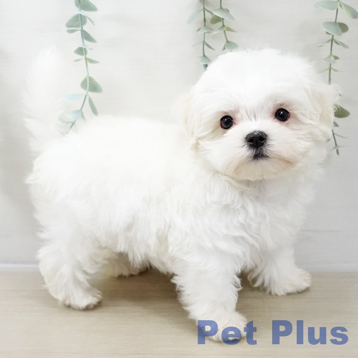神奈川県のマルチーズ (ペットプラス ゆめが丘ソラトス店/2025年10月25日生まれ/男の子/ホワイト)の子犬の2枚目の画像