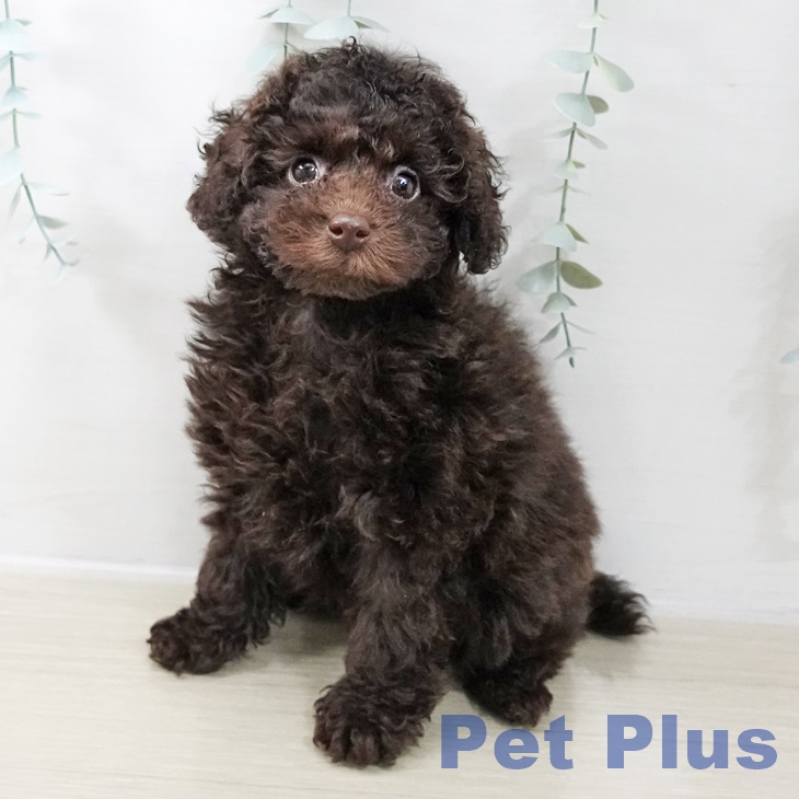 埼玉県のトイプードル(トイ) (ペットプラス ららぽーと新三郷店/2025年10月25日生まれ/男の子/ブラウン)の子犬の1枚目の画像