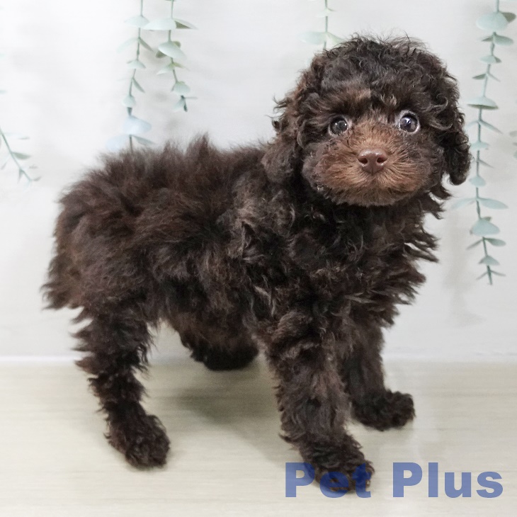 埼玉県のトイプードル(トイ) (ペットプラス ららぽーと新三郷店/2025年10月25日生まれ/男の子/ブラウン)の子犬の2枚目の画像