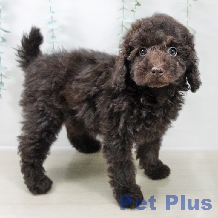 埼玉県のトイプードル(トイ) (ペットプラス ピオニウォーク東松山店/2025年10月25日生まれ/女の子/ブラウン)の子犬の1枚目の画像