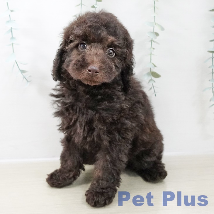 埼玉県のトイプードル(トイ) (ペットプラス ピオニウォーク東松山店/2025年10月25日生まれ/女の子/ブラウン)の子犬の2枚目の画像