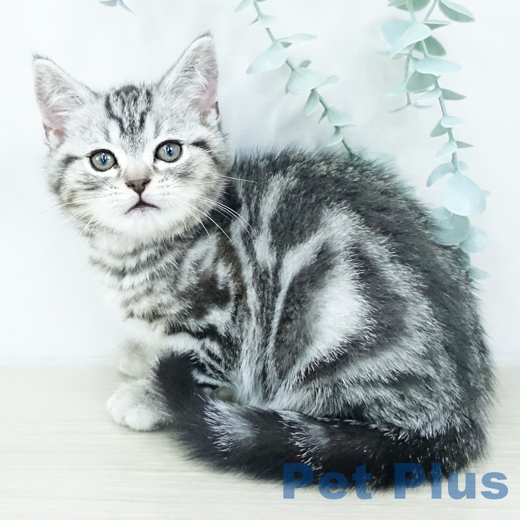 千葉県のアメリカンショートヘアー (ペットプラス 幕張新都心店/2025年10月15日生まれ/男の子/シルバータビー)の子猫の1枚目の画像