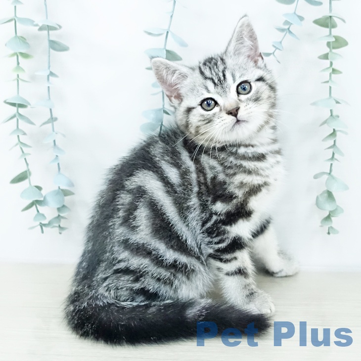 千葉県のアメリカンショートヘアー (ペットプラス 幕張新都心店/2025年10月15日生まれ/男の子/シルバータビー)の子猫の2枚目の画像