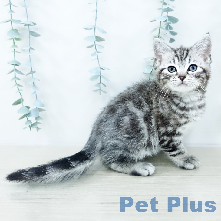 長野県のアメリカンショートヘアー (ペットプラス 松本店/2025年10月15日生まれ/女の子/シルバータビー)の子猫の1枚目の画像