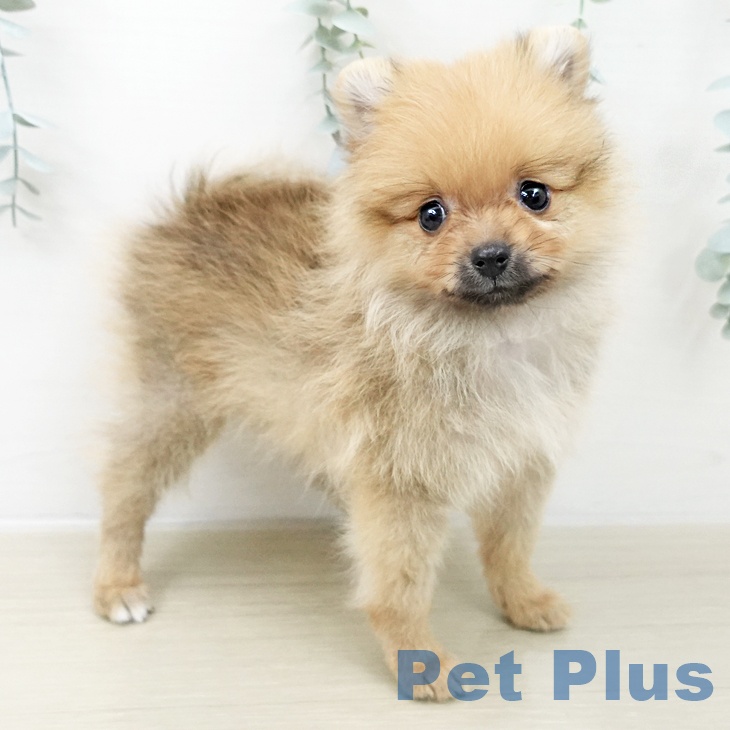 東京都のポメラニアン (ペットプラス MARK IS 葛飾かなまち店/2025年10月26日生まれ/男の子/オレンジ)の子犬の1枚目の画像