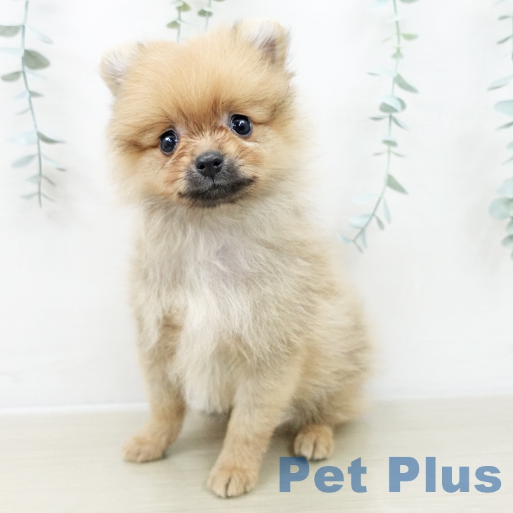 東京都のポメラニアン (ペットプラス MARK IS 葛飾かなまち店/2025年10月26日生まれ/男の子/オレンジ)の子犬の2枚目の画像