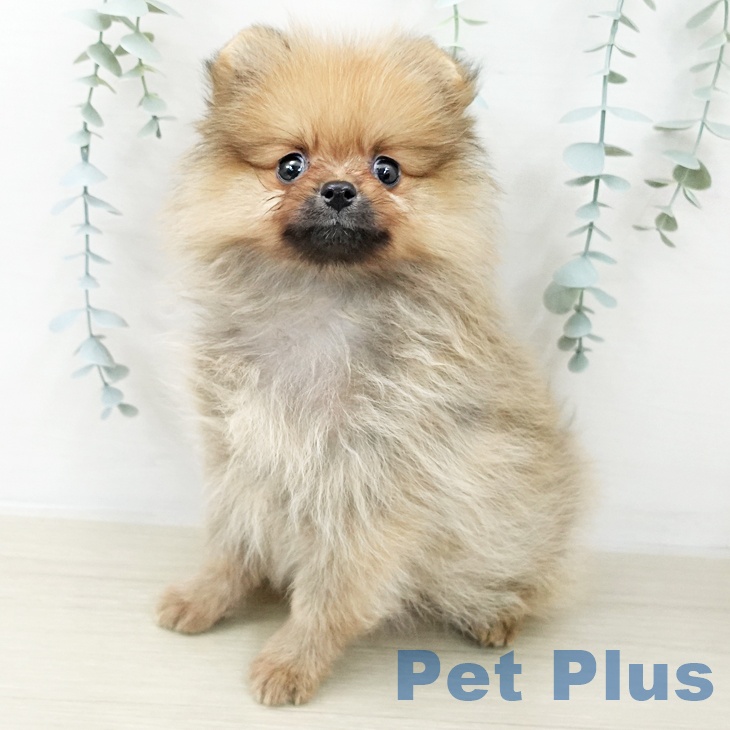 ポメラニアン