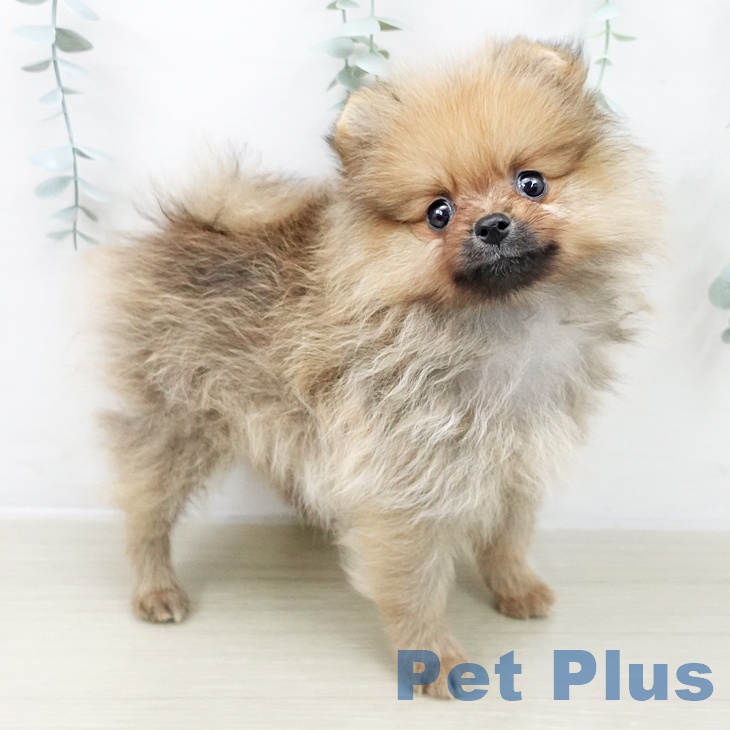 ポメラニアンの写真2