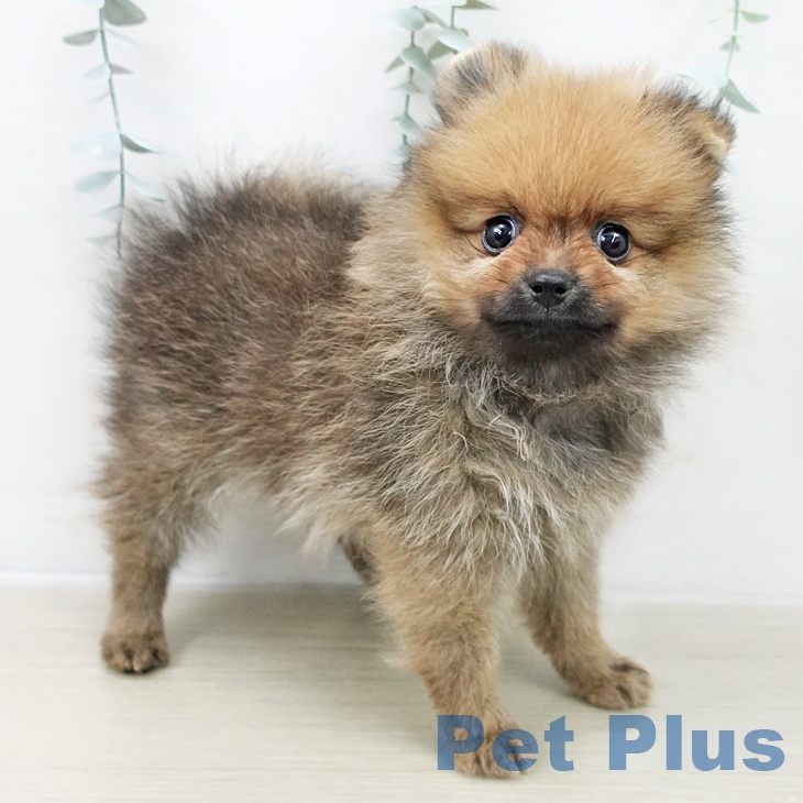 福島県のポメラニアン (ペットプラス 福島店/2025年10月26日生まれ/男の子/オレンジ)の子犬の1枚目の画像