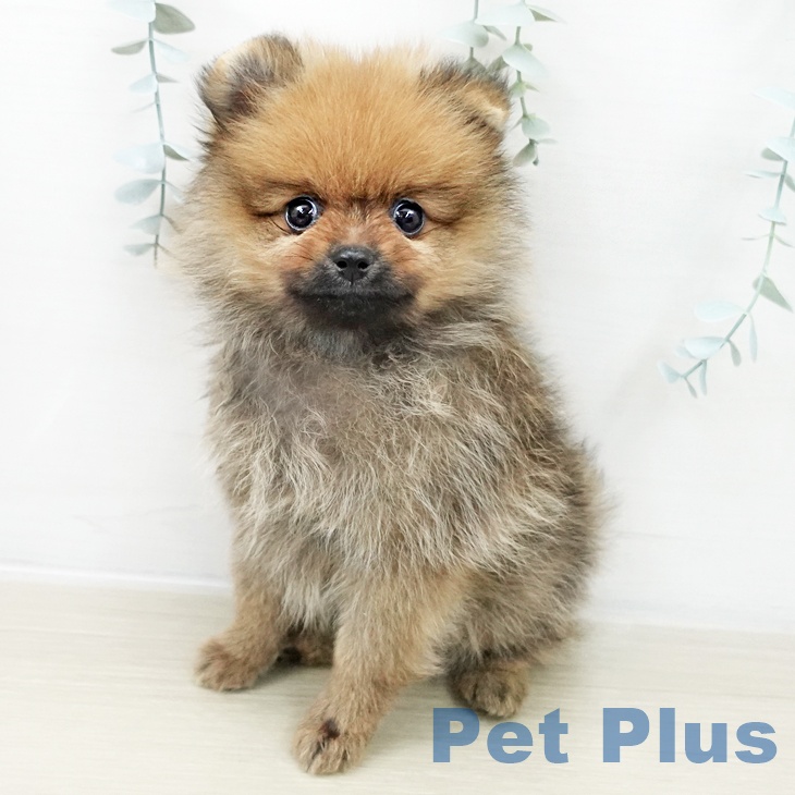 福島県のポメラニアン (ペットプラス 福島店/2025年10月26日生まれ/男の子/オレンジ)の子犬の2枚目の画像