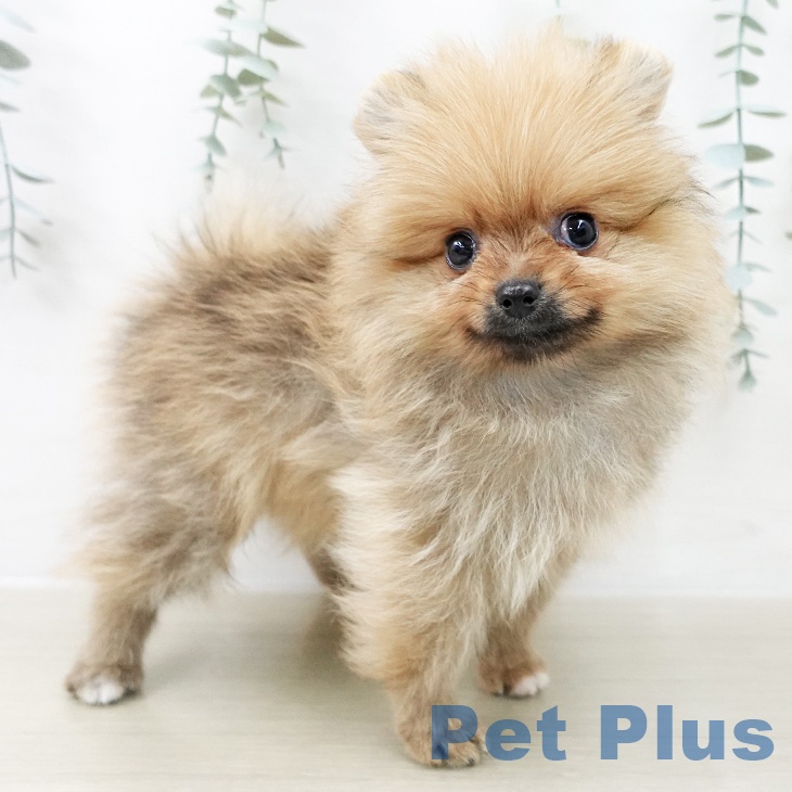 茨城県のポメラニアン (ペットプラス つくば店/2025年10月26日生まれ/男の子/オレンジ)の子犬の2枚目の画像