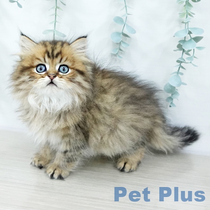 東京都のペルシャ (ペットプラス 日の出店/2025年10月21日生まれ/男の子/チンチラゴールデン)の子猫の1枚目の画像