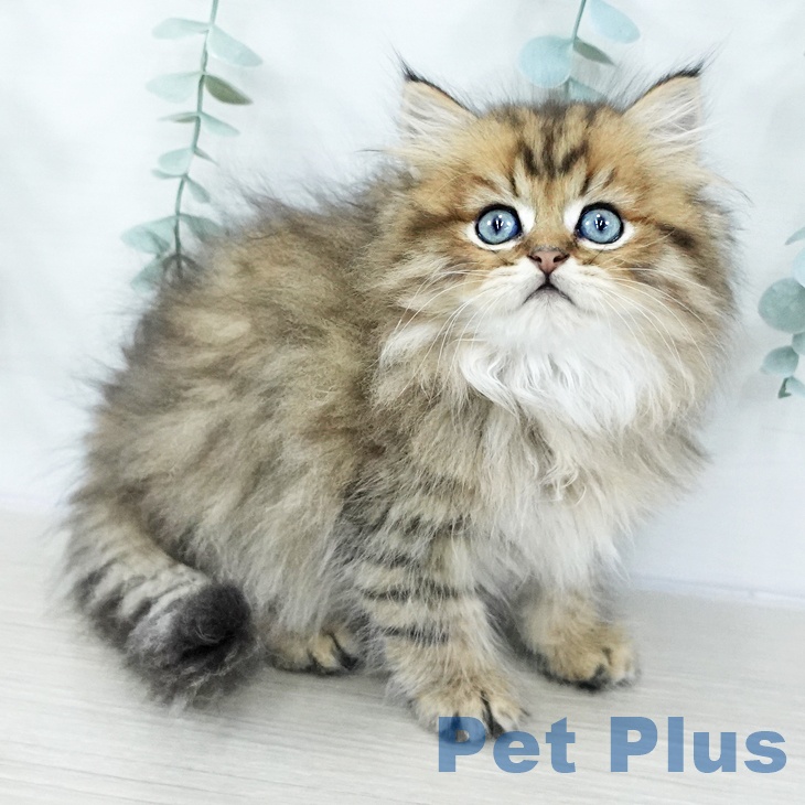 東京都のペルシャ (ペットプラス 日の出店/2025年10月21日生まれ/男の子/チンチラゴールデン)の子猫の2枚目の画像