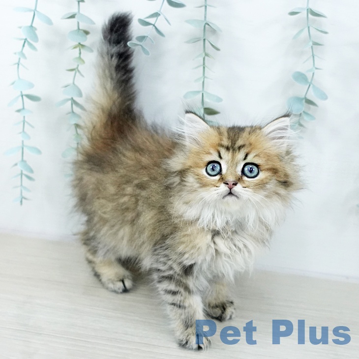 千葉県のペルシャ (ペットプラス 幕張新都心店/2025年10月21日生まれ/男の子/チンチラゴールデン)の子猫の1枚目の画像