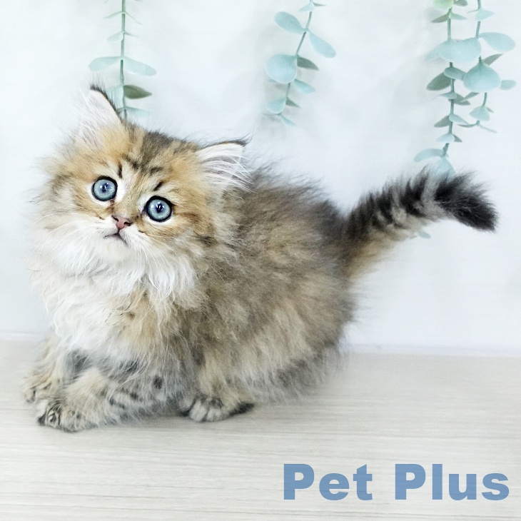 千葉県のペルシャ (ペットプラス 幕張新都心店/2025年10月21日生まれ/男の子/チンチラゴールデン)の子猫の2枚目の画像