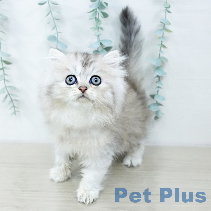 茨城県のペルシャ (ペットプラス つくば店/2025年10月25日生まれ/女の子/チンチラシルバー)の子猫の1枚目の画像