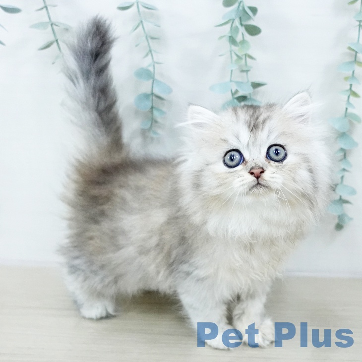 茨城県のペルシャ (ペットプラス つくば店/2025年10月25日生まれ/女の子/チンチラシルバー)の子猫の2枚目の画像