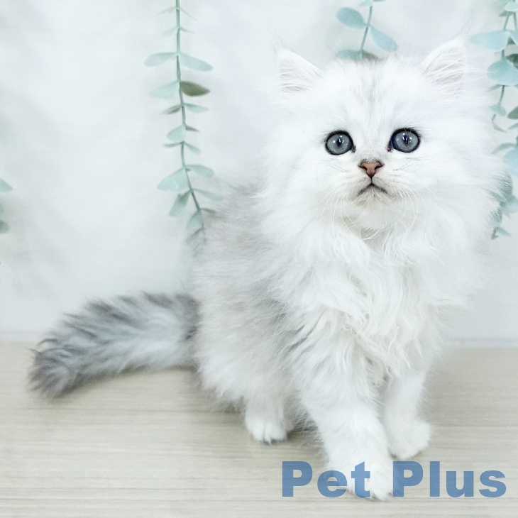 東京都のペルシャ (ペットプラス 立川高島屋S.C.店/2025年10月25日生まれ/女の子/チンチラシルバー)の子猫の1枚目の画像