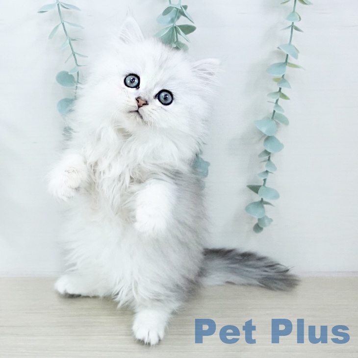 東京都のペルシャ (ペットプラス 立川高島屋S.C.店/2025年10月25日生まれ/女の子/チンチラシルバー)の子猫の2枚目の画像
