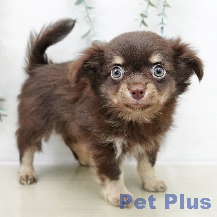 千葉県のチワワ(ロング) (ペットプラス コトエ流山おおたかの森店/2025年10月30日生まれ/男の子/チョコレートタンホワイト)の子犬