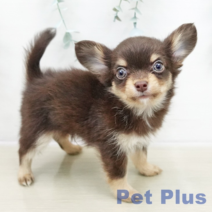 埼玉県のチワワ(ロング) (ペットプラス 与野店/2025年10月30日生まれ/男の子/チョコレートタンホワイト)の子犬の2枚目の画像