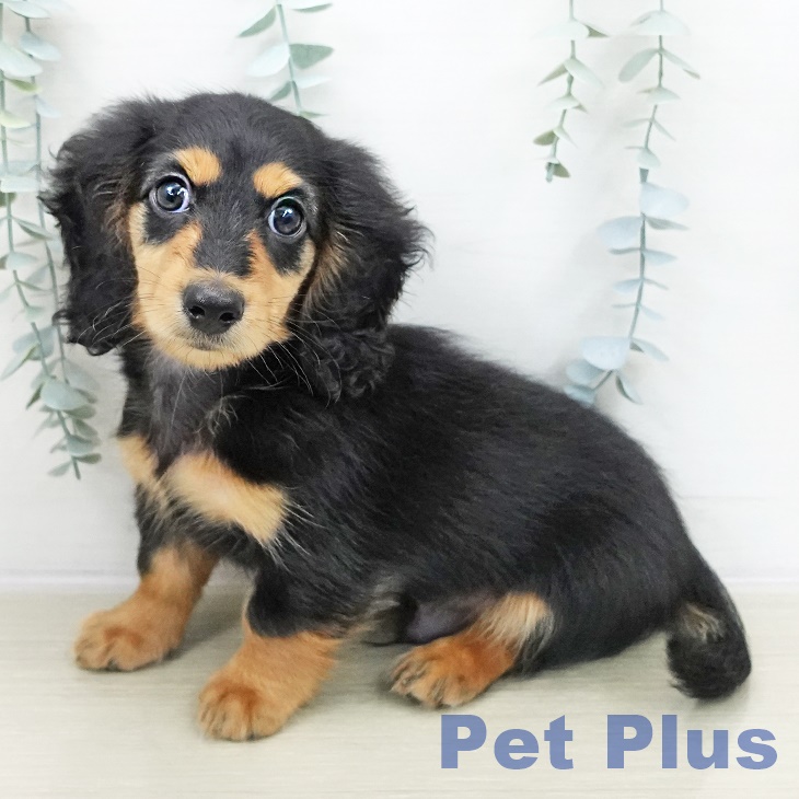 千葉県のミニチュアダックスフンド(ロング) (ペットプラス 八千代緑が丘店/2025年10月29日生まれ/男の子/ブラックタン)の子犬の1枚目の画像