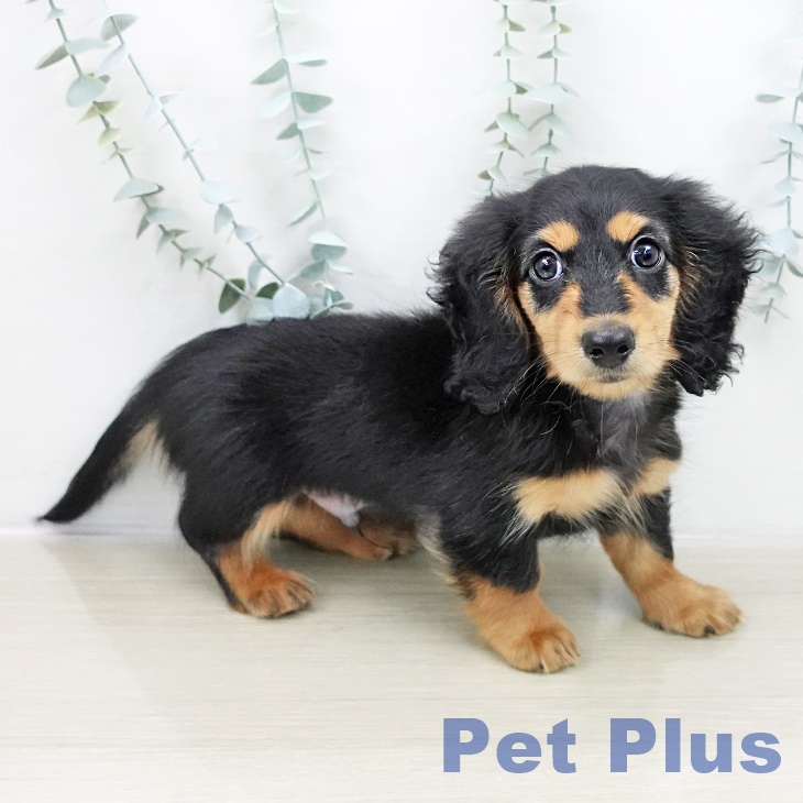 千葉県のミニチュアダックスフンド(ロング) (ペットプラス 八千代緑が丘店/2025年10月29日生まれ/男の子/ブラックタン)の子犬の2枚目の画像